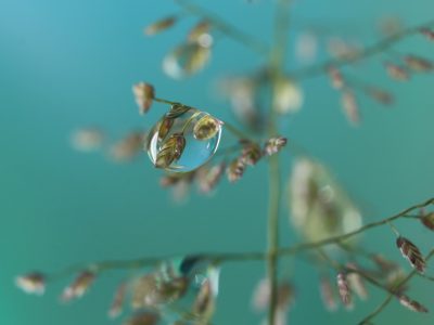 web pixabay 21.12.2025 tree-5149637